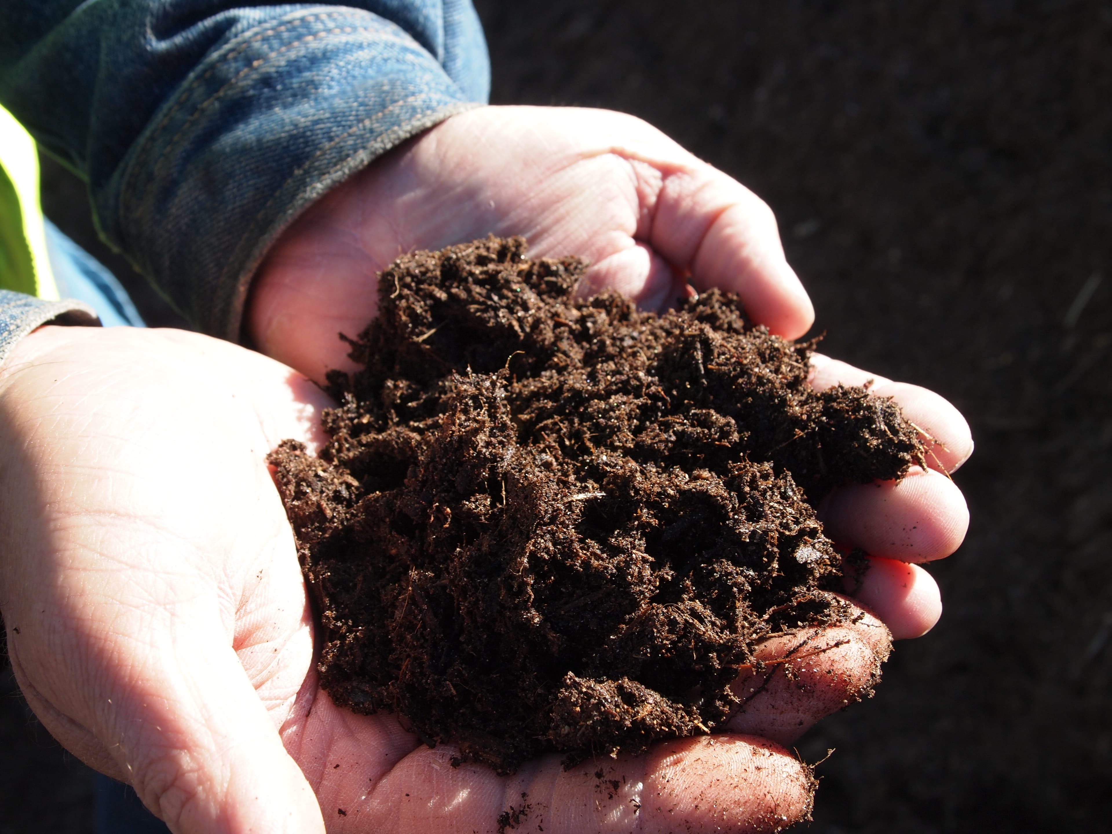 Handful of dark screened Florida topsoil rich in organic matter